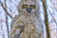 Great Horned Owl, Bubo virginianus