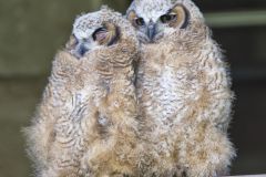 Great Horned Owl, Bubo virginianus