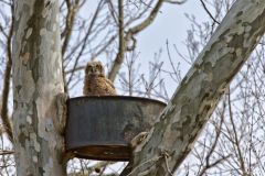 Great-horned Owl, Bubo virginianus