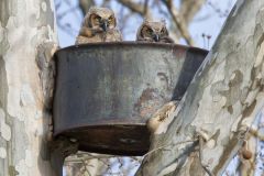 Great Horned Owl, Bubo virginianus