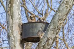 Great Horned Owl, Bubo virginianus