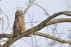 Great Horned Owl, Bubo virginianus