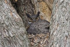 Great Horned Owl, Bubo virginianus