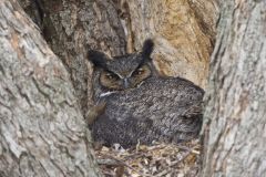 Great Horned Owl, Bubo virginianus