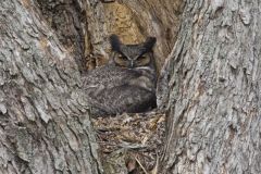 Great Horned Owl, Bubo virginianus