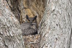 Great Horned Owl, Bubo virginianus