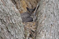 Great-horned Owl