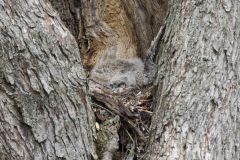 Great Horned Owl, Bubo virginianus