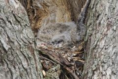 Great Horned Owl, Bubo virginianus