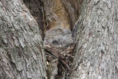 Great Horned Owl, Bubo virginianus