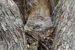 Great Horned Owl, Bubo virginianus