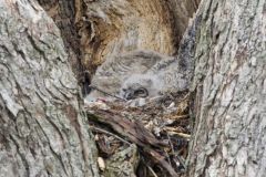 Great Horned Owl, Bubo virginianus