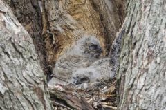 Great Horned Owl, Bubo virginianus