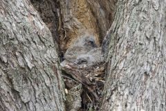 Great Horned Owl, Bubo virginianus