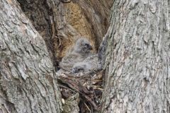 Great Horned Owl, Bubo virginianus