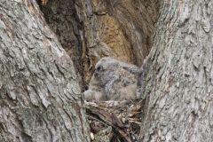 Great Horned Owl, Bubo virginianus