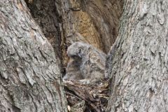 Great Horned Owl, Bubo virginianus