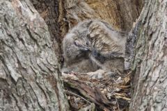 Great Horned Owl, Bubo virginianus