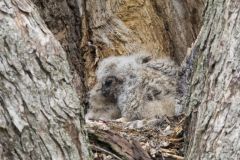 Great Horned Owl, Bubo virginianus