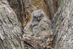 Great Horned Owl, Bubo virginianus