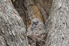 Great Horned Owl, Bubo virginianus