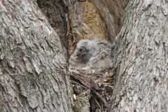 Great Horned Owl, Bubo virginianus