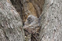 Great Horned Owl, Bubo virginianus