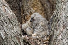 Great Horned Owl, Bubo virginianus