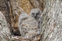 Great Horned Owl, Bubo virginianus