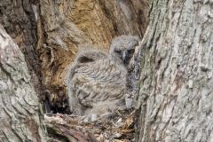 Great Horned Owl, Bubo virginianus