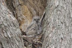 Great Horned Owl, Bubo virginianus