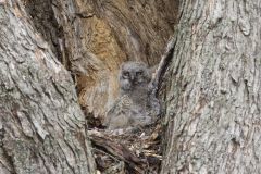 Great Horned Owl, Bubo virginianus