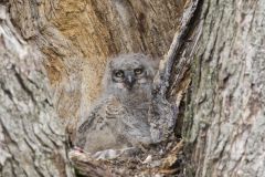 Great Horned Owl, Bubo virginianus