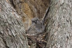 Great Horned Owl, Bubo virginianus