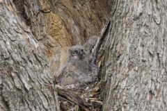 Great Horned Owl, Bubo virginianus