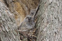 Great Horned Owl, Bubo virginianus