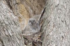 Great Horned Owl, Bubo virginianus