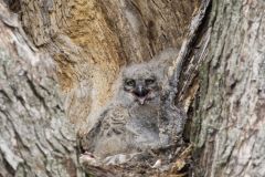 Great Horned Owl, Bubo virginianus