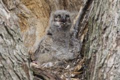 Great Horned Owl, Bubo virginianus