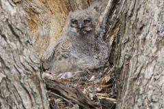 Great Horned Owl, Bubo virginianus