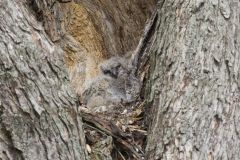 Great Horned Owl, Bubo virginianus