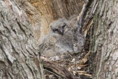 Great Horned Owl, Bubo virginianus