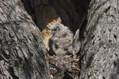 Great Horned Owl, Bubo virginianus