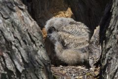 Great Horned Owl, Bubo virginianus