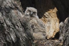 Great Horned Owl, Bubo virginianus