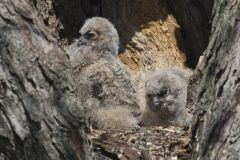 Great Horned Owl, Bubo virginianus