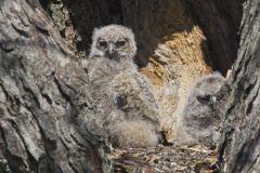 Great Horned Owl, Bubo virginianus