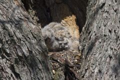 Great Horned Owl, Bubo virginianus