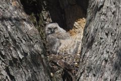 Great Horned Owl, Bubo virginianus