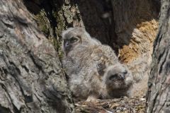 Great Horned Owl, Bubo virginianus